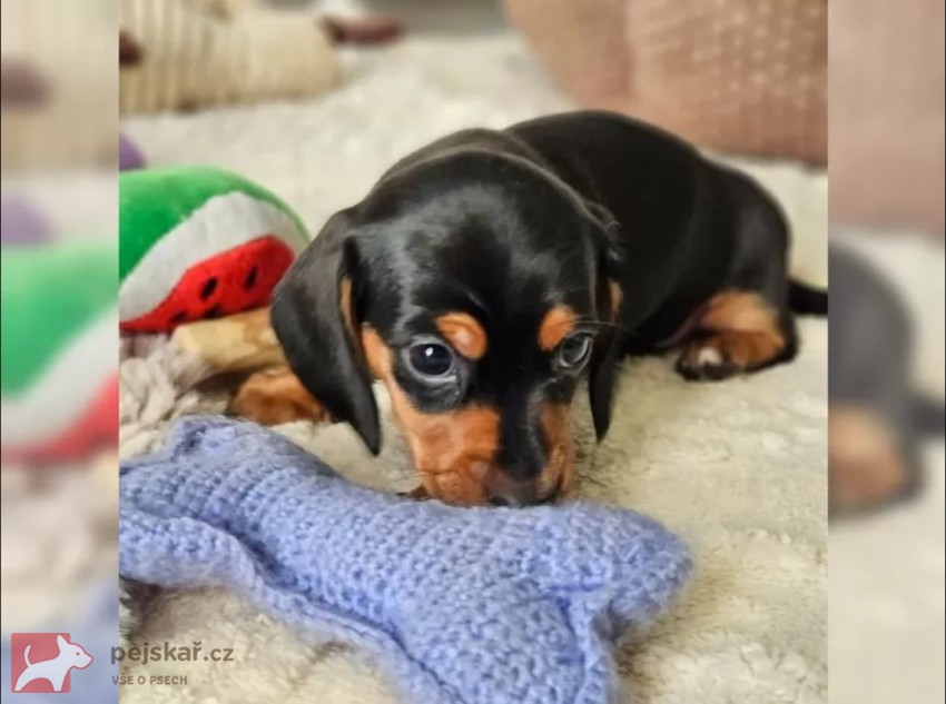 Jezevčík hladkosrstý trpasličí