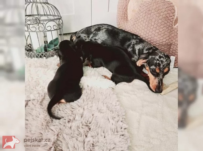 Jezevčík hladkosrstý trpasličí