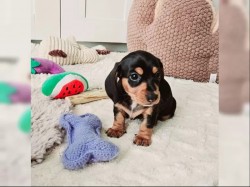 Inzerce psů Jezevčík hladkosrstý trpasličí