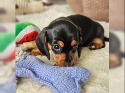 Jezevčík hladkosrstý trpasličí