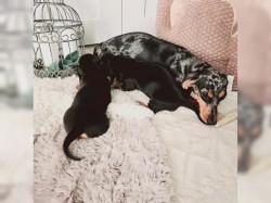 Jezevčík hladkosrstý trpasličí