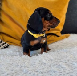 Inzerce psů Jezevčík trpasličí hladkosrstý