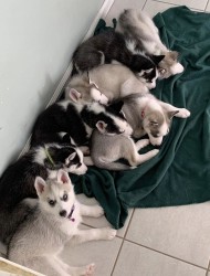 Inzerce psů Sibiřský husky štěňata