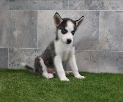 Inzerce psů Sibiřský husky s PP -Štěňátka