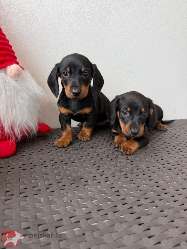 Jezevčík hladkosrstý trpasličí