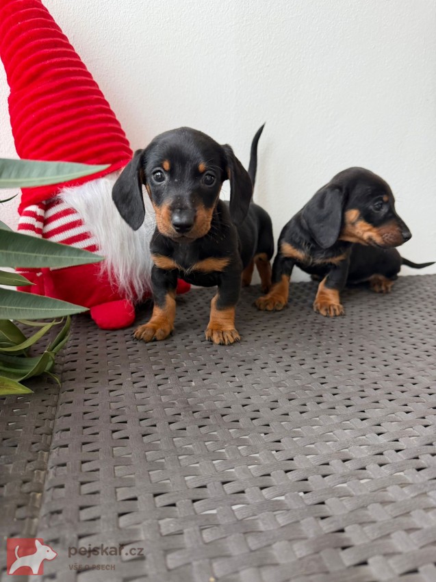 Jezevčík hladkosrstý trpasličí