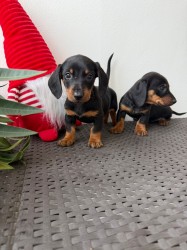 Jezevčík hladkosrstý trpasličí