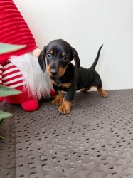 Jezevčík hladkosrstý trpasličí