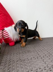 Jezevčík hladkosrstý trpasličí