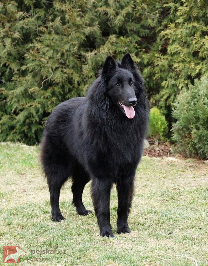 Belgický ovčák Groenendael