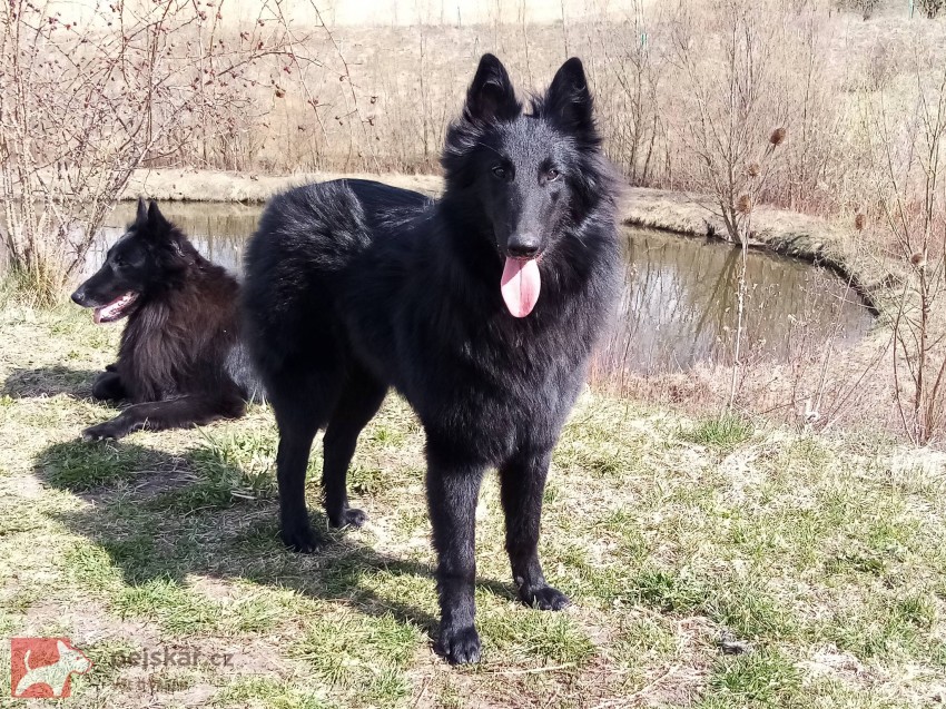 Belgický ovčák Groenendael