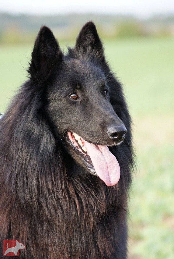 Belgický ovčák Groenendael