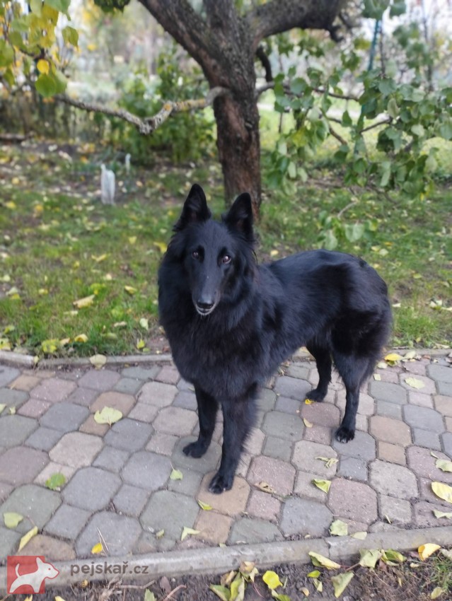 Belgický ovčák Groenendael