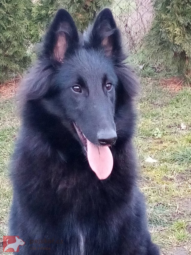 Belgický ovčák Groenendael