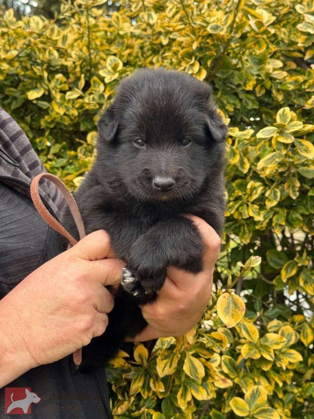 Belgický ovčák Groenendael