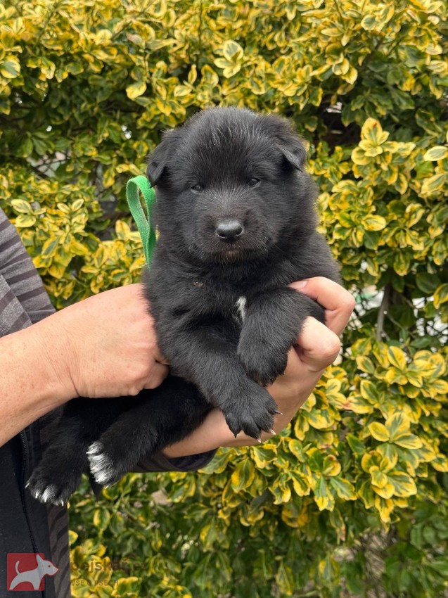 Belgický ovčák Groenendael