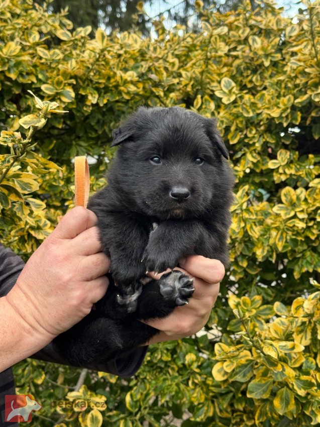 Belgický ovčák Groenendael
