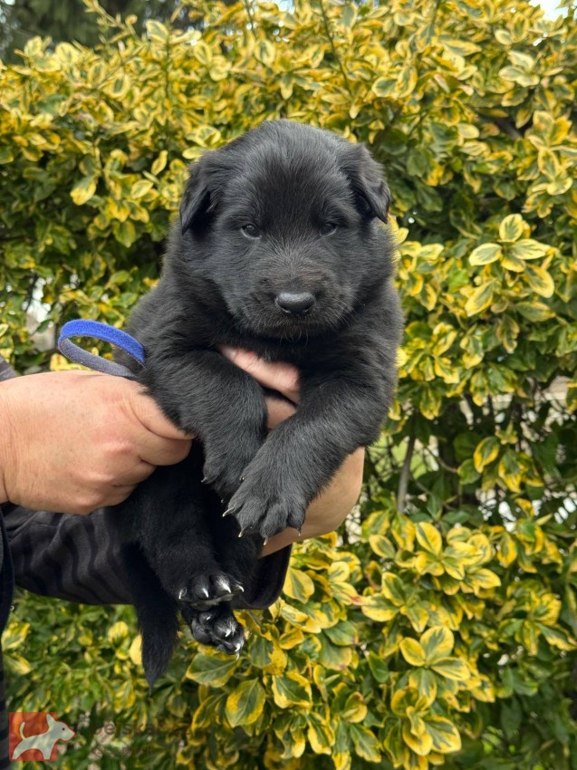 Belgický ovčák Groenendael