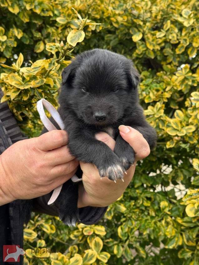Belgický ovčák Groenendael