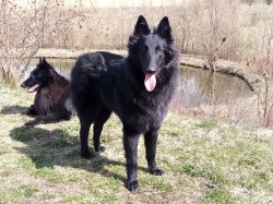 Belgický ovčák Groenendael