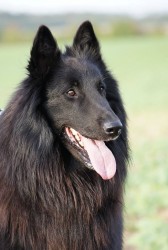 Belgický ovčák Groenendael