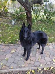 Belgický ovčák Groenendael