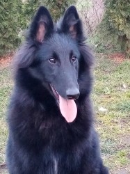 Belgický ovčák Groenendael