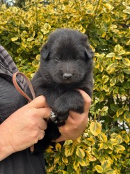 Belgický ovčák Groenendael