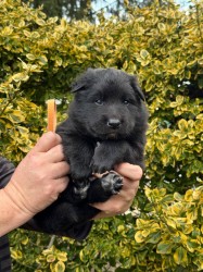 Belgický ovčák Groenendael