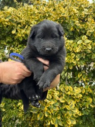 Belgický ovčák Groenendael