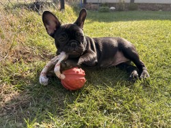 Inzerce psů Francouzský buldoček štěňata s PP