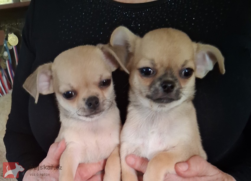 Čivava krátkosrstá s PP