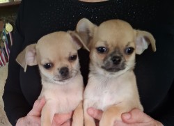 Inzerce psů Čivava krátkosrstá s PP