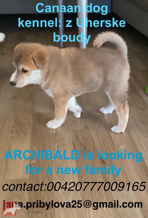 ŠTĚŇATA KANAÁASKÁ PES S PP FCI, ODBĚR V DUBNU