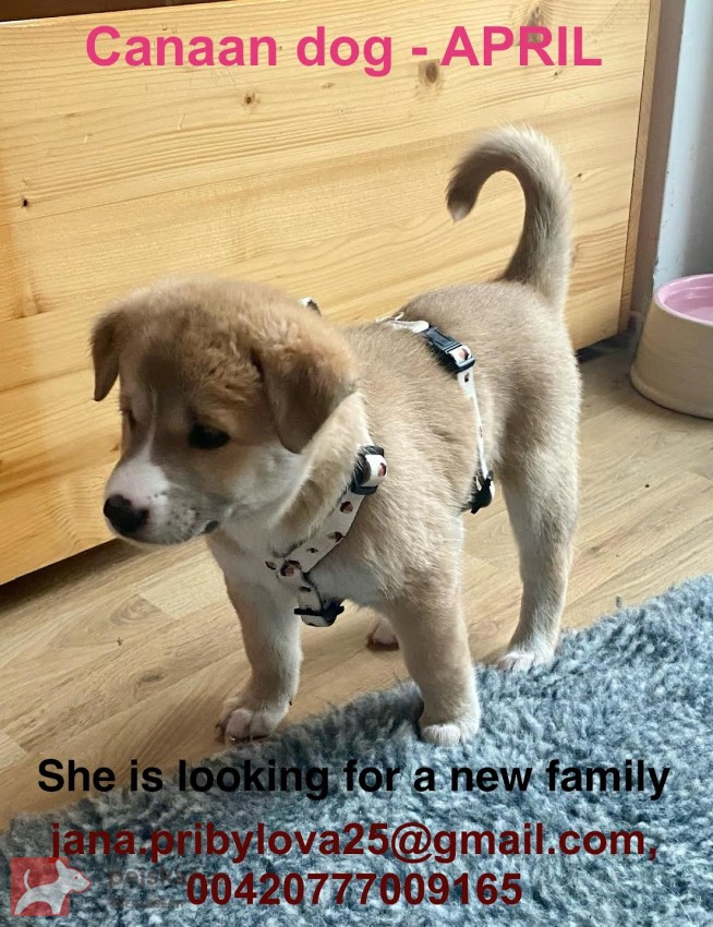 ŠTĚŇATA KANAÁASKÁ PES S PP FCI, ODBĚR V DUBNU