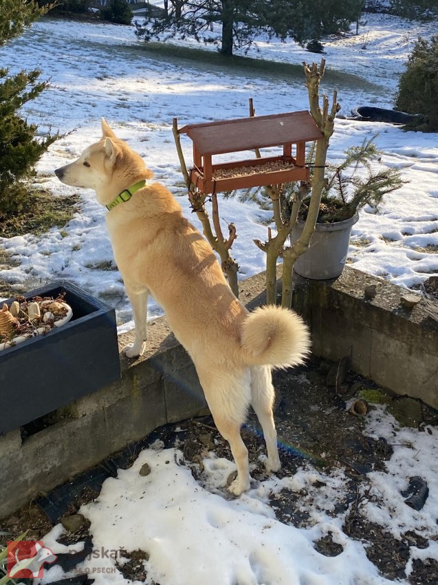 ŠTĚŇATA KANAÁASKÁ PES S PP FCI, ODBĚR V DUBNU