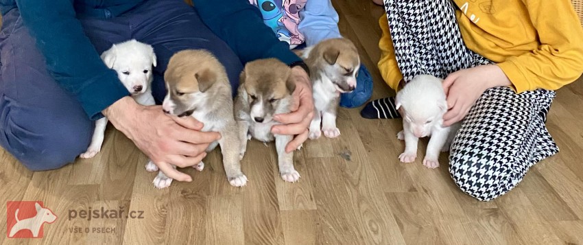 ŠTĚŇATA KANAÁASKÁ PES S PP FCI, ODBĚR V DUBNU