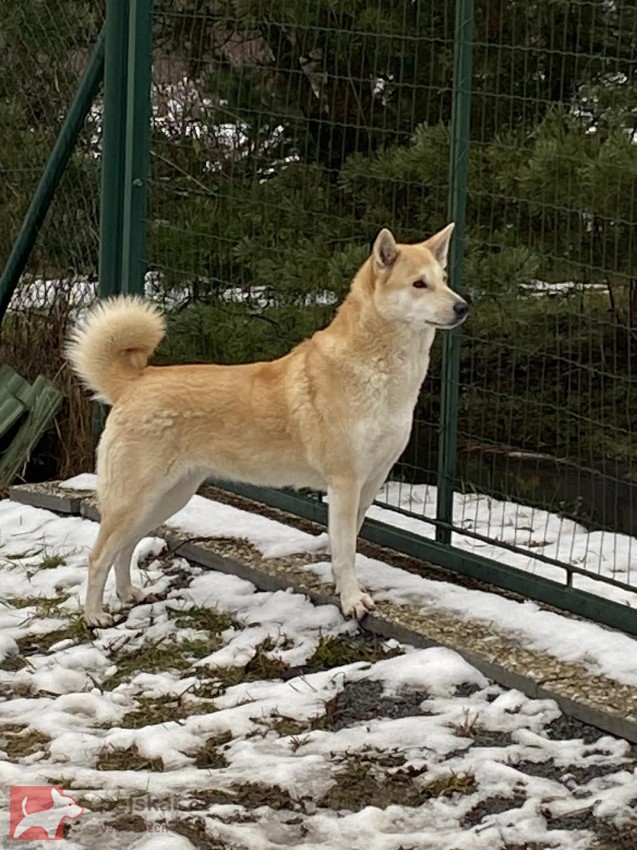 ŠTĚŇATA KANAÁASKÁ PES S PP FCI, ODBĚR V DUBNU