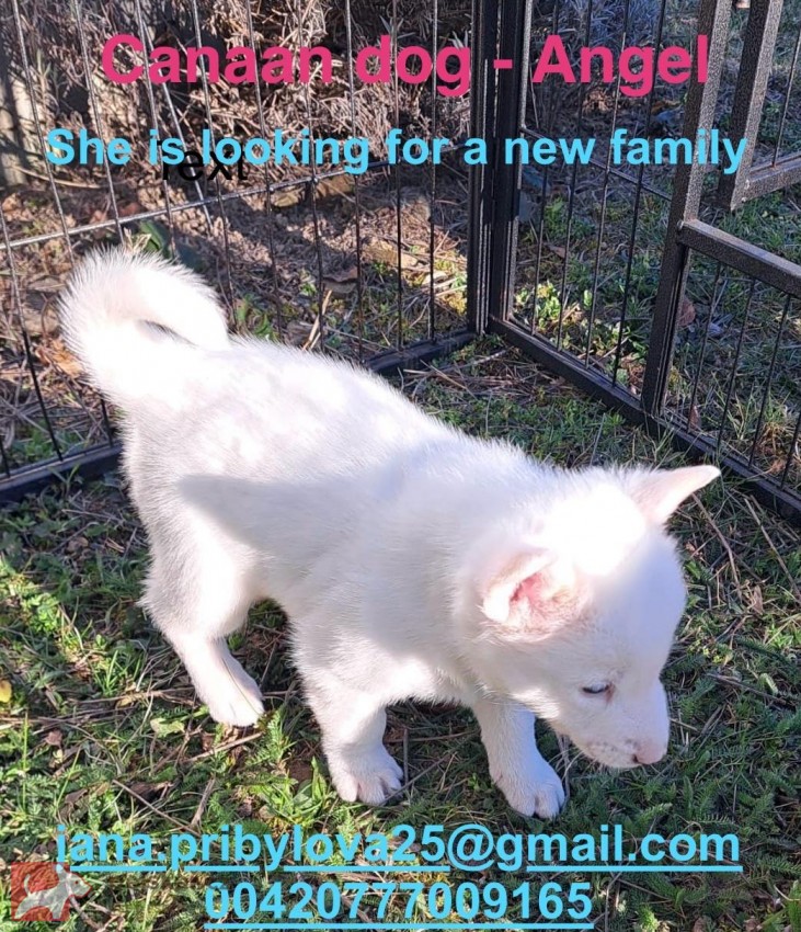 ŠTĚŇATA KANAÁASKÁ PES S PP FCI, ODBĚR V DUBNU