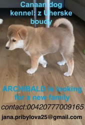 Inzerce psů ŠTĚŇATA KANAÁASKÁ PES S PP FCI, ODBĚR V DUBNU
