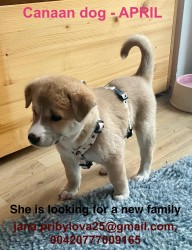 ŠTĚŇATA KANAÁASKÁ PES S PP FCI, ODBĚR V DUBNU