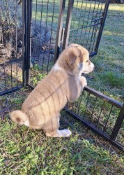 ŠTĚŇATA KANAÁASKÁ PES S PP FCI, ODBĚR V DUBNU