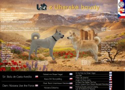 ŠTĚŇATA KANAÁASKÁ PES S PP FCI, ODBĚR V DUBNU