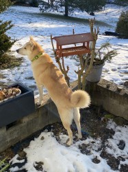 ŠTĚŇATA KANAÁASKÁ PES S PP FCI, ODBĚR V DUBNU