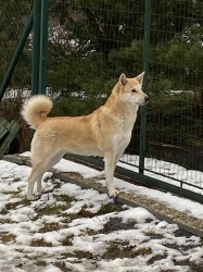 ŠTĚŇATA KANAÁASKÁ PES S PP FCI, ODBĚR V DUBNU