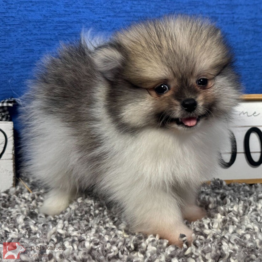 Prodám čistokrevného pomeraniana