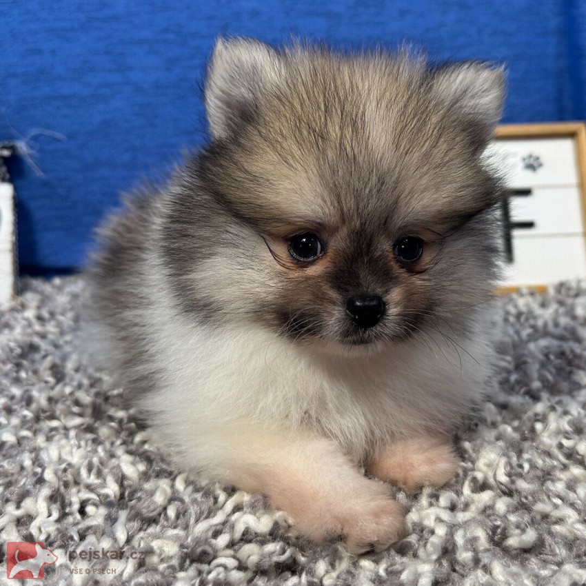 Prodám čistokrevného pomeraniana