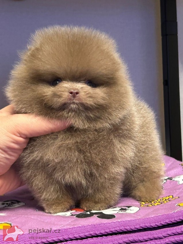 Prodám čistokrevného pomeraniana