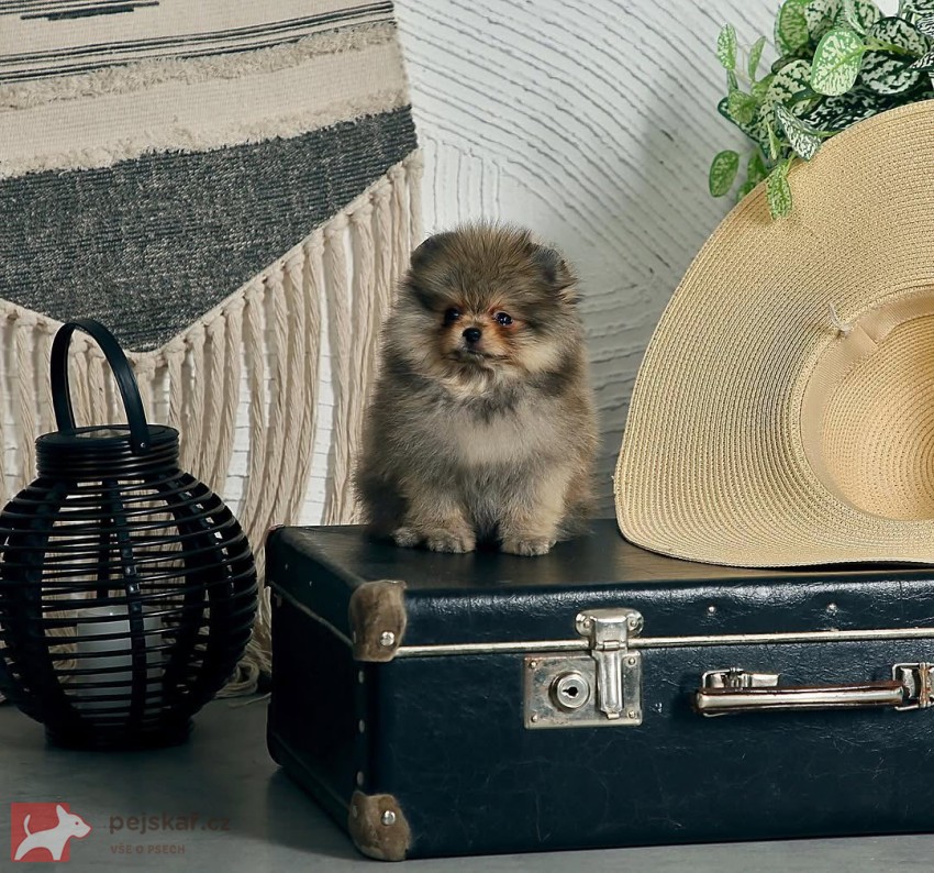 Prodám čistokrevného pomeraniana