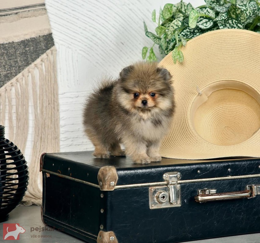 Prodám čistokrevného pomeraniana